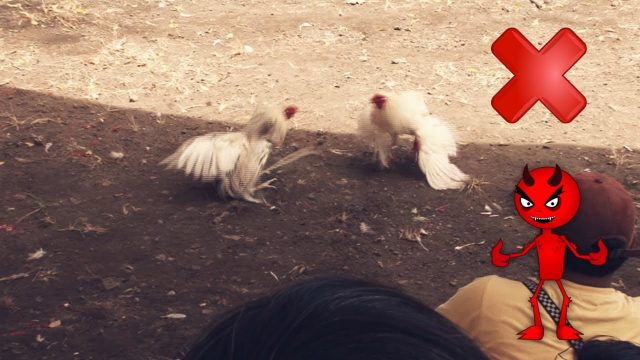 التعامل مع الحيوان – Treatment of animals