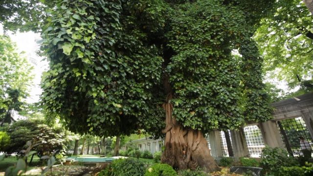 حلقة 15 – التشجير – Planting Trees