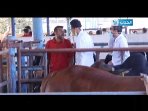 طووول بالك حلقة العيد ” عجل العيد الجزء الثاني”